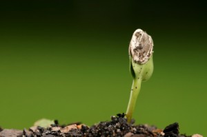 the-seed gratitude