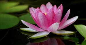 Wisdom House of Wisdom