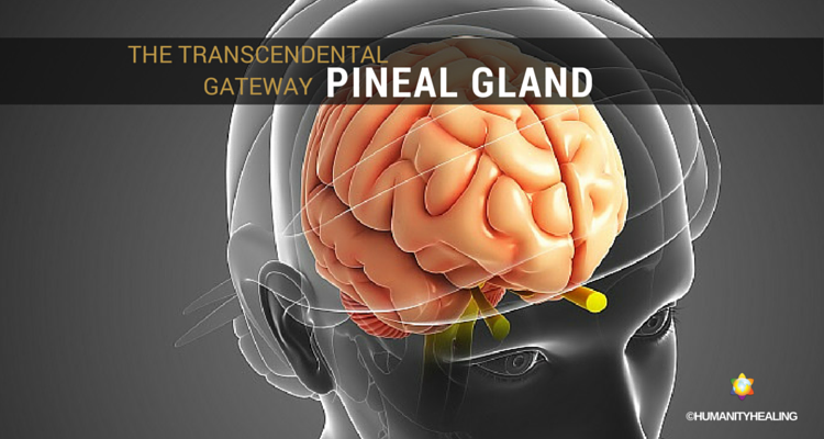 Pineal Gland The Transcendental Gateway Humanity Healing Network 