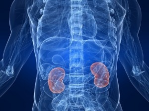 Kidneys_Metaphysics_Humanity-Healing Kidneys_