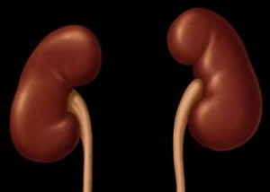 kidney-2_Humanity-Healing
