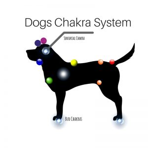 Working with Animal Chakras-humanityhealing